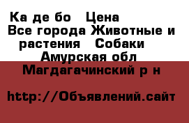 Ка де бо › Цена ­ 25 000 - Все города Животные и растения » Собаки   . Амурская обл.,Магдагачинский р-н